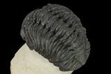 Detailed Morocops Trilobite - Foum Zguid, Morocco #165888-3
